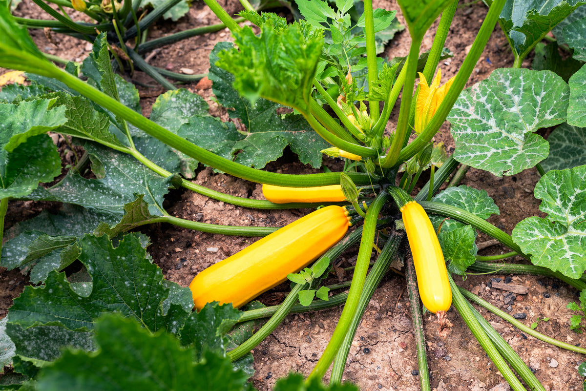 a purebred plant that produces yellow seeds is crossed 49er Squash Seeds — Rohrer Seeds