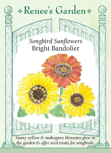 Bright Bandolier Sunflower