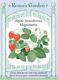 Alpine Mignonette Strawberry Seed