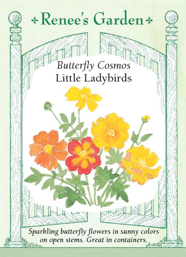 Little Ladybirds Cosmos