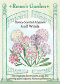 Gulf Winds Alyssum