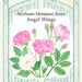 Angel Wings Miniature Rose