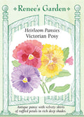 Victorian Pansy