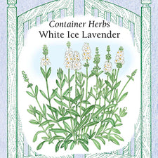 white lavender plants for sale near me Renee's Garden Container Herbs White Ice Lavender Seeds