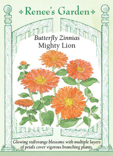 Mighty Lion Butterfly Zinnias