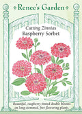 Raspberry Sorbet Zinnias