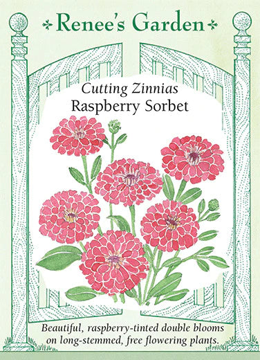Raspberry Sorbet Zinnias