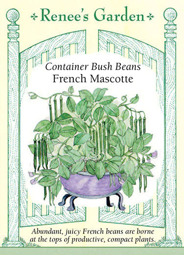 French Mascotte Container Bush Bean