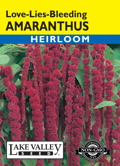 planting love lies bleeding seeds Lake Valley Amaranthus Love Lies Bleeding Seed