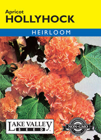 Apricot Double Flowered Hollyhock (Pkt)