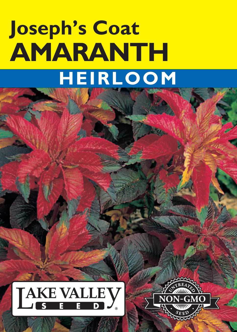 Joseph's Coat Amaranth — Rohrer Seeds