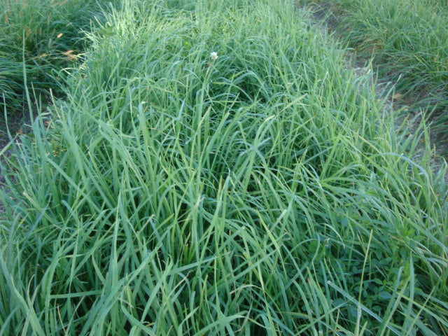 planting grass seed hay Hay Diversion Mixture Seeds — Rohrer Seeds