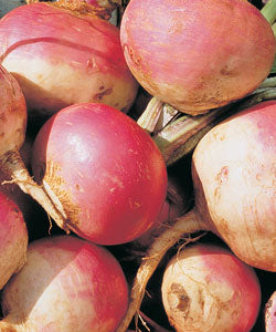 Purple Top White Globe Turnip - Forage Seeds