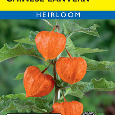 chinese lantern plant indoors Chinese Lantern — Rohrer Seeds