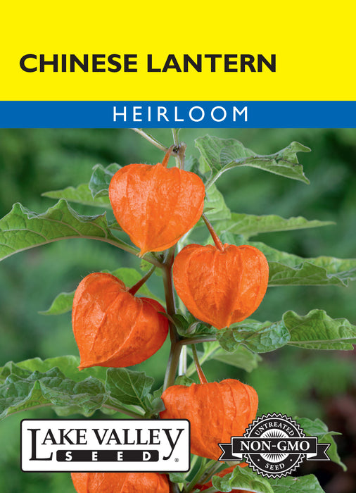 chinese lantern plant from seed Chinese Lantern