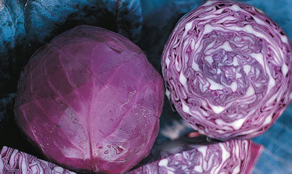 Red Acre Cabbage Seeds