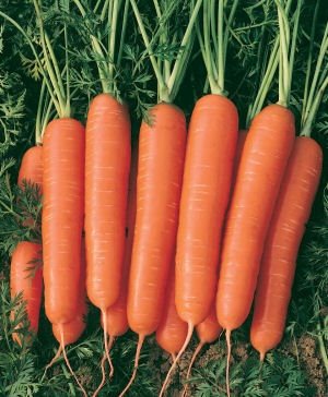Kuroda Carrot