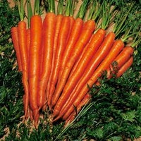 Sugar Snax Hybrid Carrot