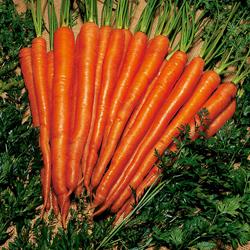 Sugar Snax Hybrid Carrot Seeds