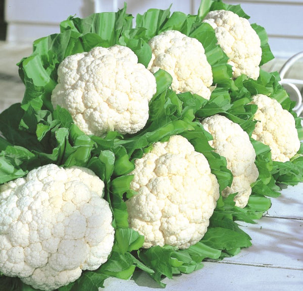 Snow Crown Hybrid Cauliflower