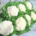 Snow Crown Hybrid Cauliflower Seeds