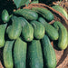 Bush Crop Cucumber Seeds