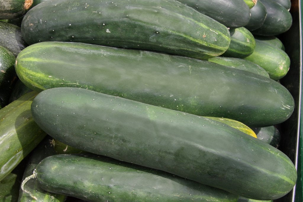 Organic Cucumber Seeds - USDA Straight 8 (100 Seeds)