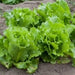 Nevada Batavian Lettuce Seeds