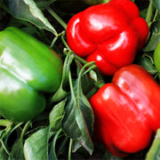 Majestic Red Hybrid Bell Pepper Seeds