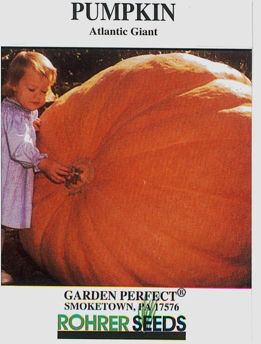Pumpkin Atlantic Giant Seed – Anderson's Seed & Garden Pumpkin Atlantic Giant Seed – Anderson's Seed & Garden