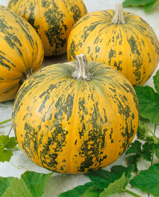 pumpkin herbicide agtalk Pepitas F1 Hybrid Pumpkin Seeds Pepitas F1 Hybrid Pumpkin (pkt)