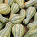 Green-Striped Cushaw Pumpkin Seeds