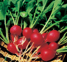 Organic Radish Seeds - USDA Cherry Belle (250 Seeds)