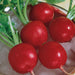 Crimson Giant Radish Seeds