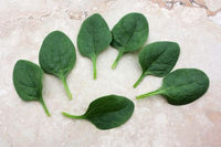 Seaside Baby Leaf Hybrid Spinach