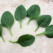 Seaside Baby Leaf Hybrid Spinach Seeds
