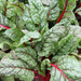 Ruby Red Swiss Chard Seeds