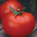 Better Boy Hybrid Tomato Seeds