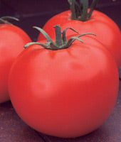 Celebrity Hybrid Tomato Seeds