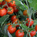 Red Cherry Tomato Seeds
