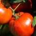 Rutgers 250 Tomato Seeds