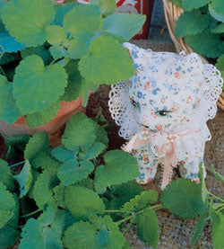 planting catnip seeds Catnip Seeds Catnip (1/4 Oz)