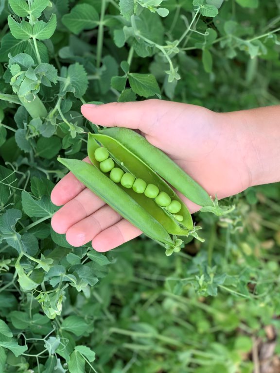 a pea plant that has round seeds Penelope Pea Seeds — Rohrer Seeds