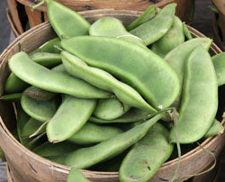 Burpees Improved Bush Lima Bean Seeds