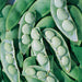 Fordhook #242 Bush Lima Bean Seeds