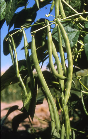 pole bean seed planting Kentucky Blue Pole Bean Seeds — Rohrer Seeds