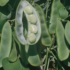 lima beans seeds for planting Rohrer Seeds King Of The Garden Pole Lima Beans, 2oz Packet, Plants 10 Poles