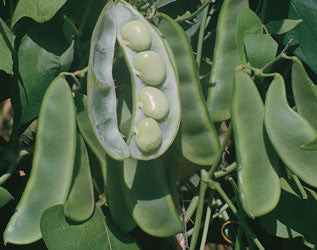 plant lima bean seeds Rohrer Seeds King Of The Garden Pole Lima Beans, 2oz Packet, Plants 10 Poles