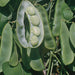 King Of The Garden Pole Lima Bean Seeds