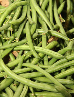 Provider Bean Seeds — Rohrer Seeds